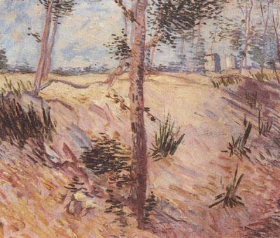 Vincent Van Gogh Trees in a Field on a Sunny Day (nn04) oil painting image